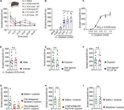 Oxytocin Elicits Itch Scratching Behavior via Spinal GRP/GRPR System